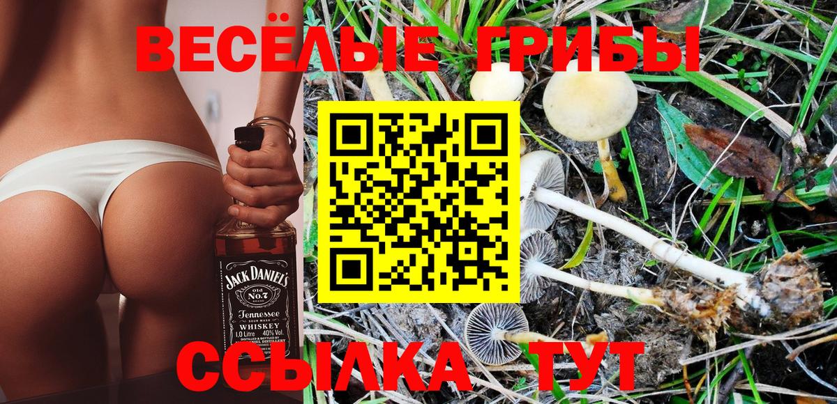 Псилоцибиновые грибы Psilocybine cubensis  Вход с VPN  Псилоцибиновые грибы Psilocybe  где купить наркоту  Вольск 